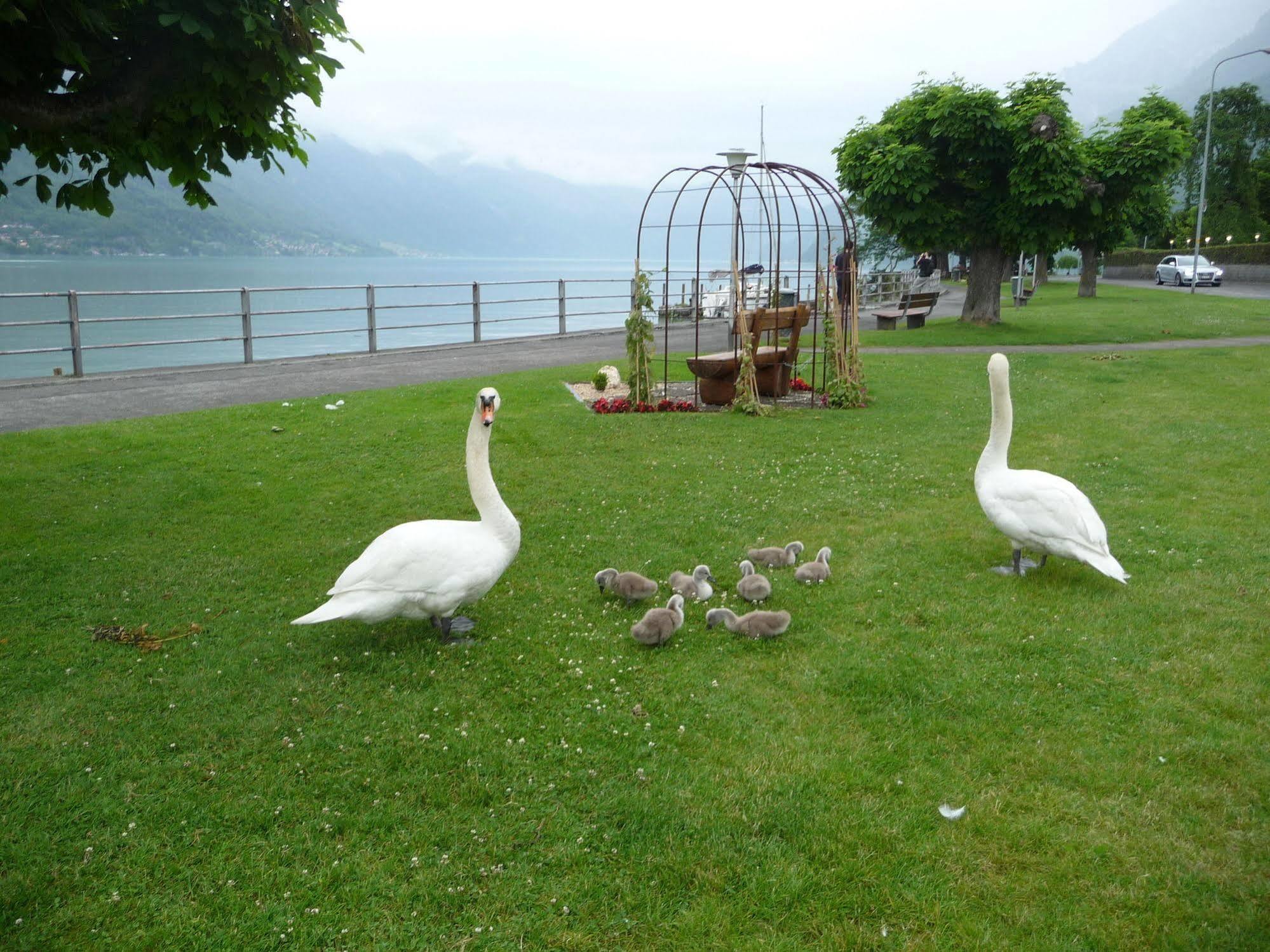 Bönigen Seiler Au Lac מראה חיצוני תמונה